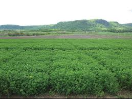 Alfalfa (lucerne)
