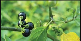 African nightshade