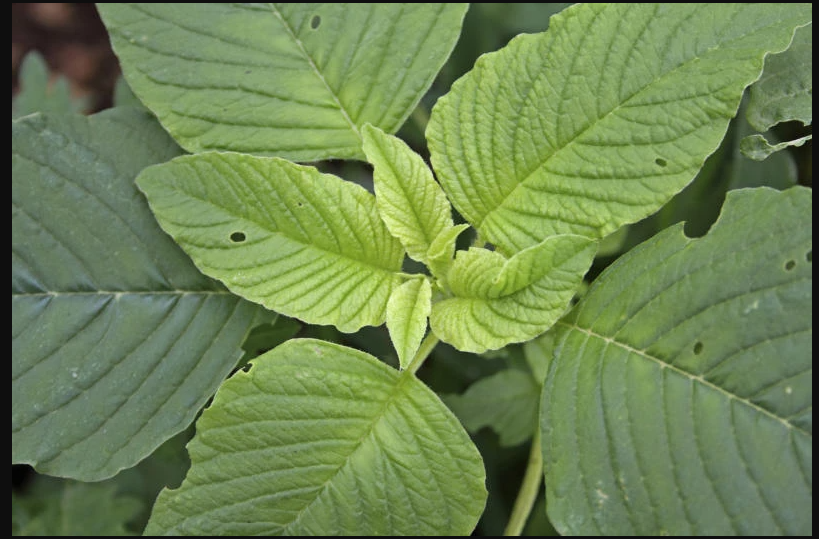 Amaranth leaves (mchicha/terere)