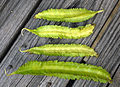 Winged bean (Psophocarpus tetragonolobus)