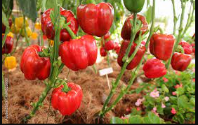 Capsicum / Bell pepper (hoho)