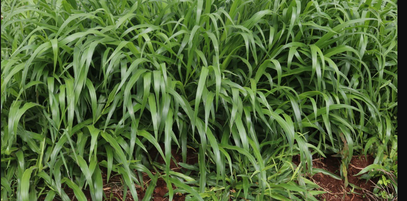 Brachiaria grass