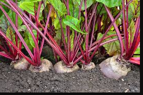 Beetroot