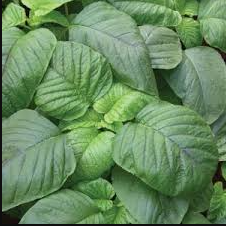 Amaranth leaves (mchicha/terere)