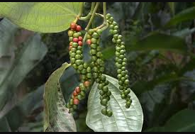 Black pepper (pilipili manga)