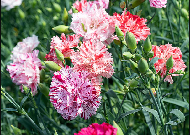 Carnations (cut flower)