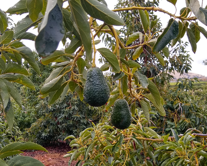 Avocado (parachichi)