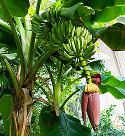 East African highland banana (matoke)