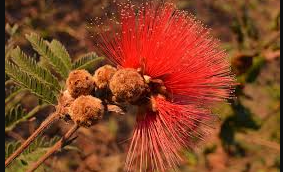 Calliandra