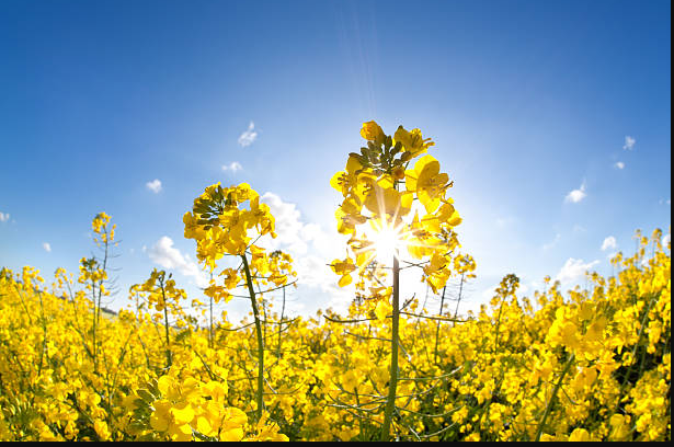 Canola (rapeseed)