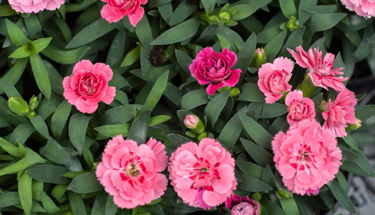 Carnations (cut flower)