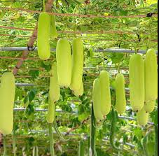 Bottle gourd