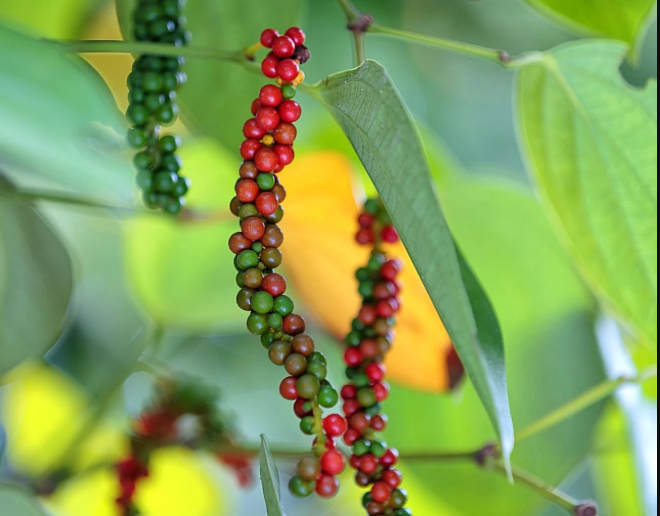 Black pepper (pilipili manga)