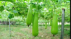 Bottle gourd