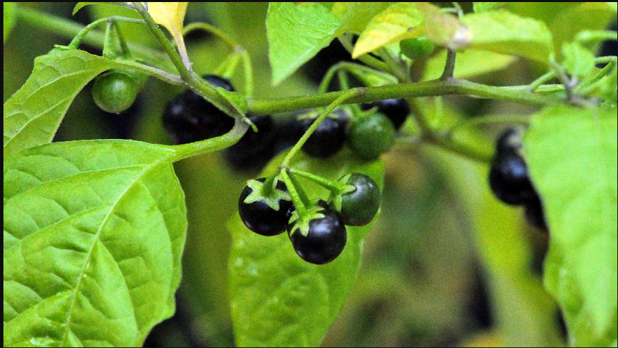 African nightshade