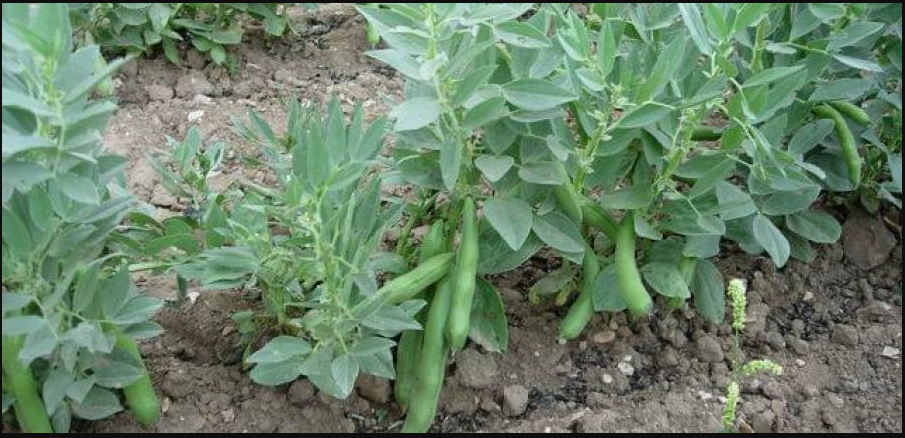 Broad bean (fava)