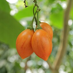 Tamarillo (tree tomato)