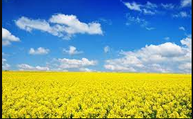 Canola (rapeseed)