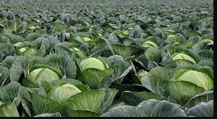 Cabbage