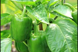 Capsicum / Bell pepper (hoho)