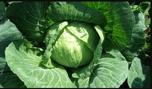 Cabbage
