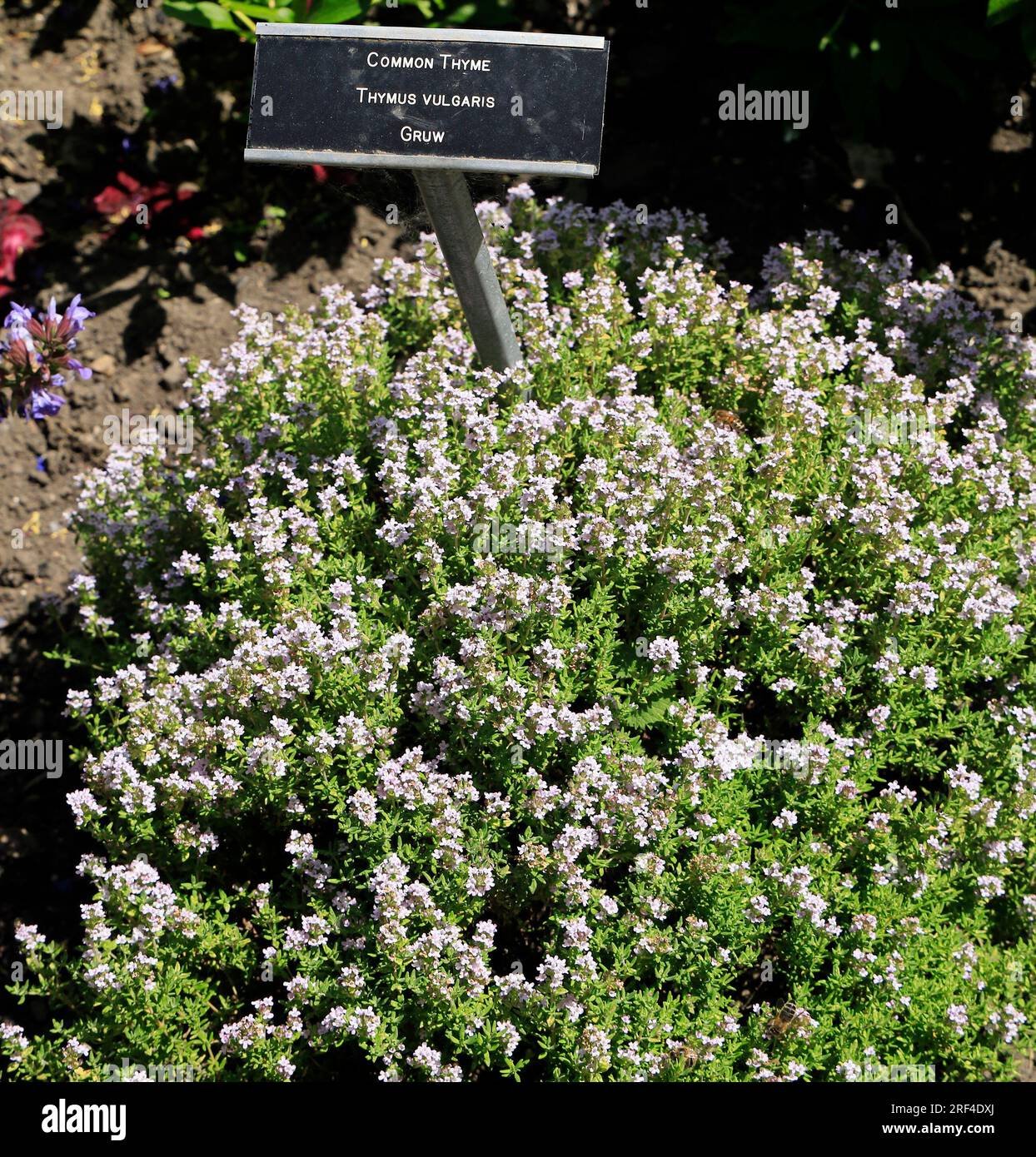 Thyme