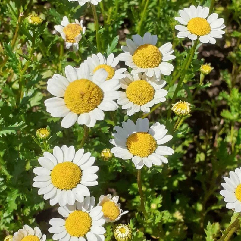 Pyrethrum