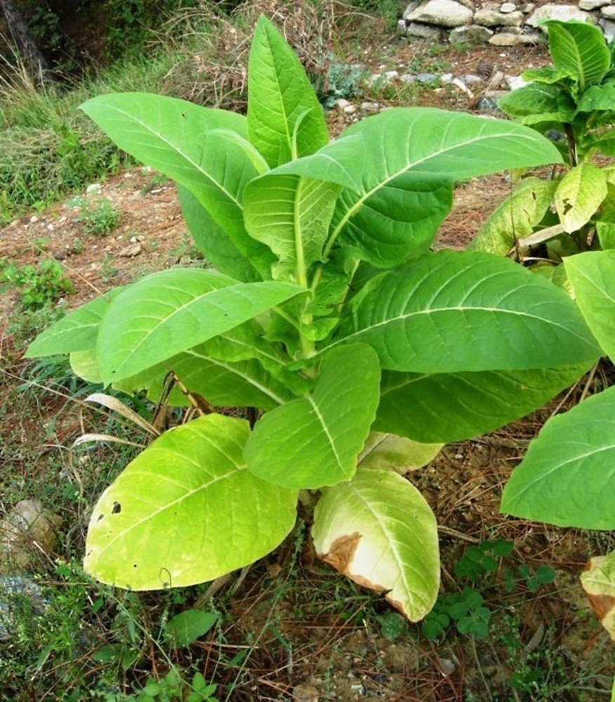 Tobacco