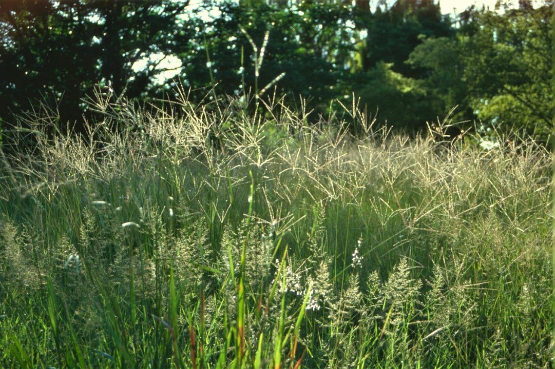 Rhodes grass