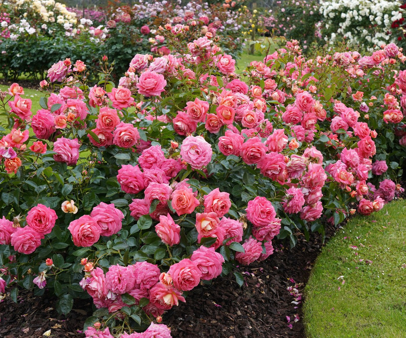 Roses (cut flower)