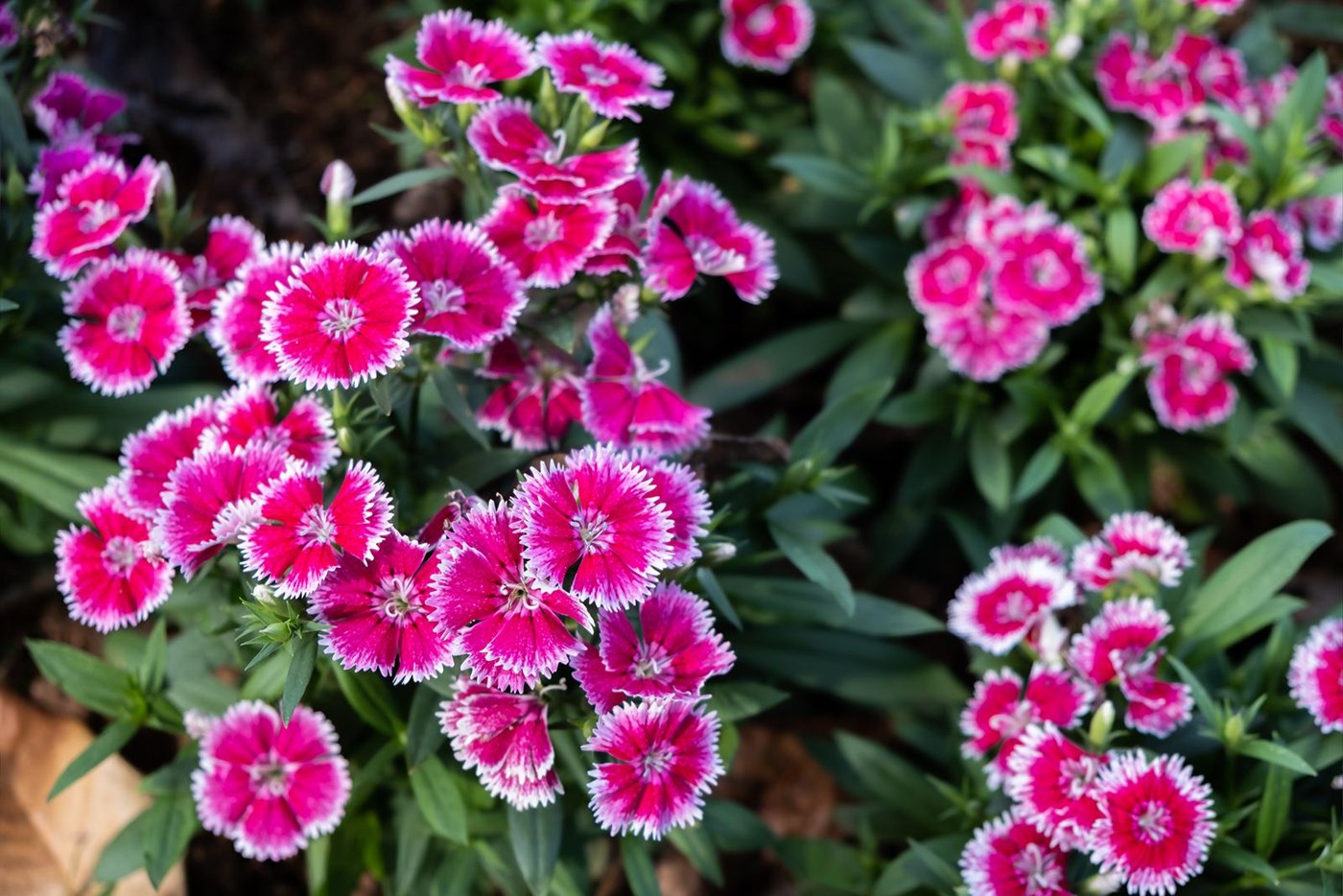 Carnations (cut flower)