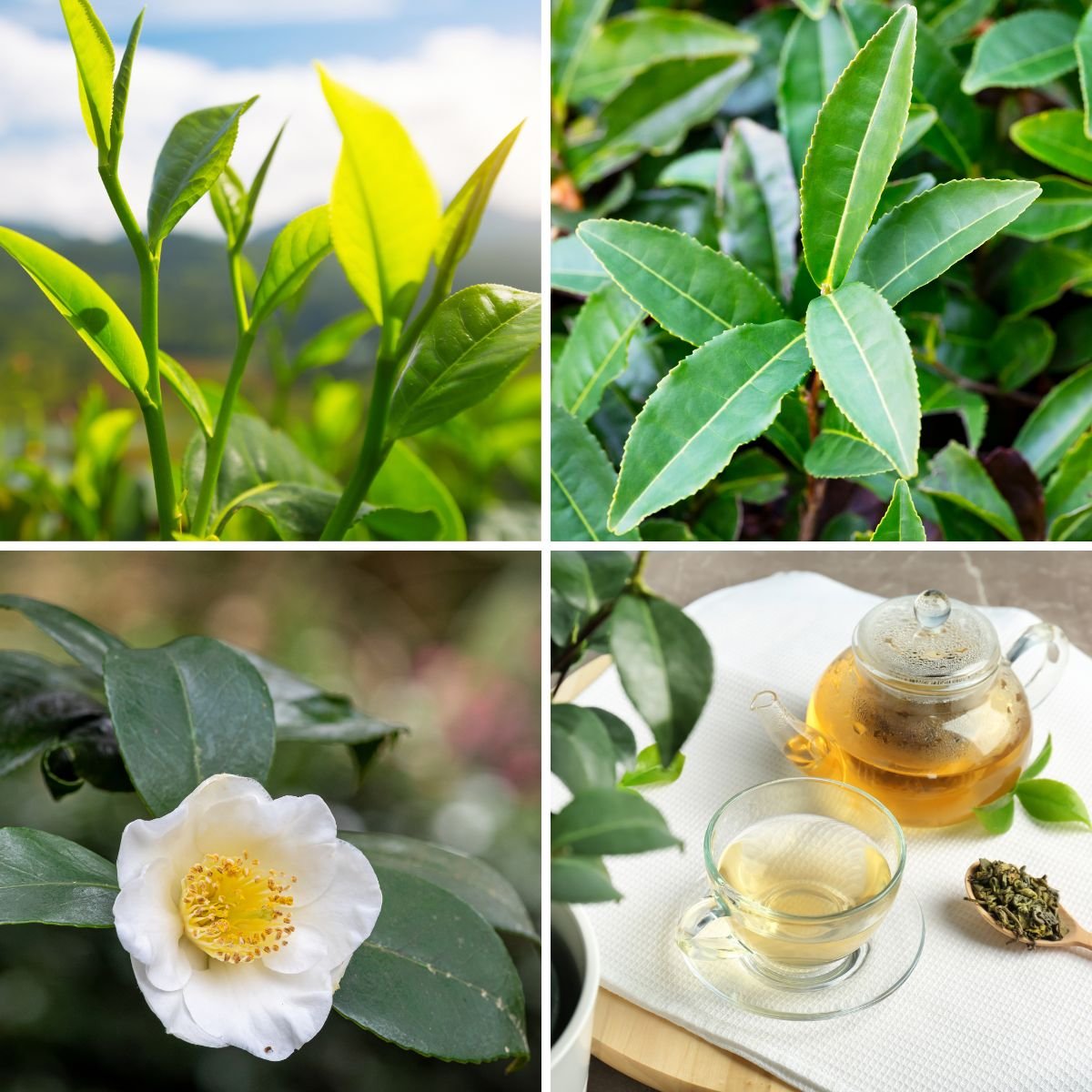 Tea