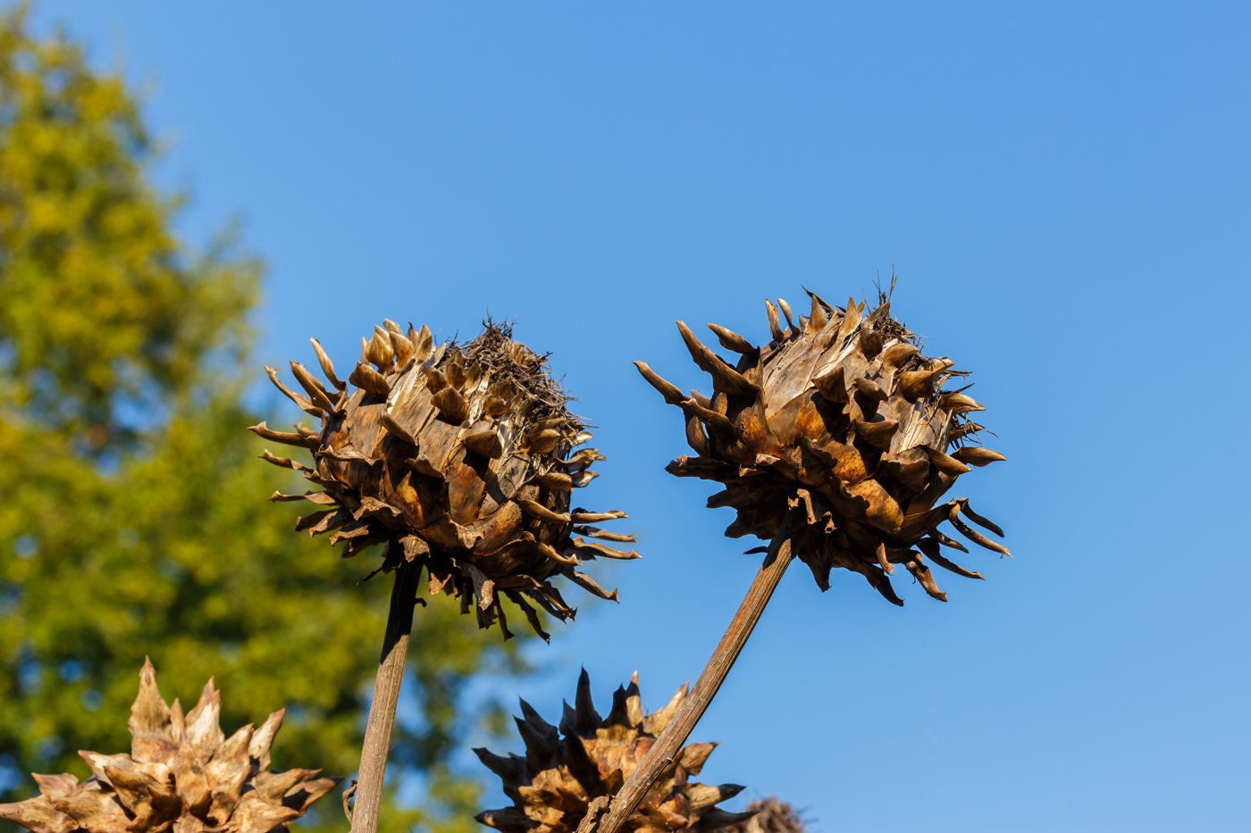 Artichoke