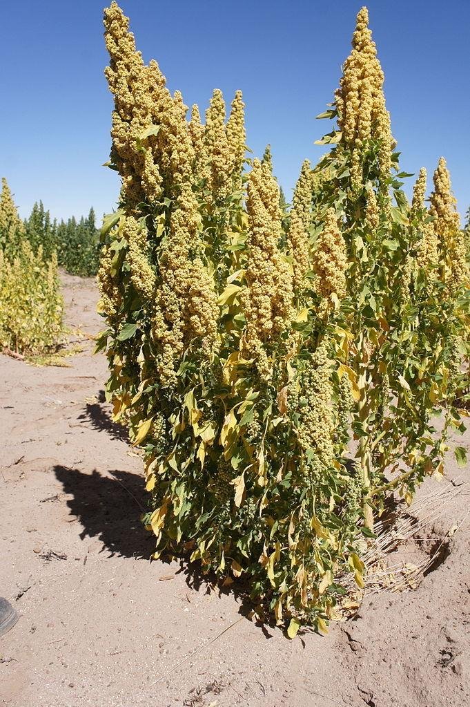 Quinoa