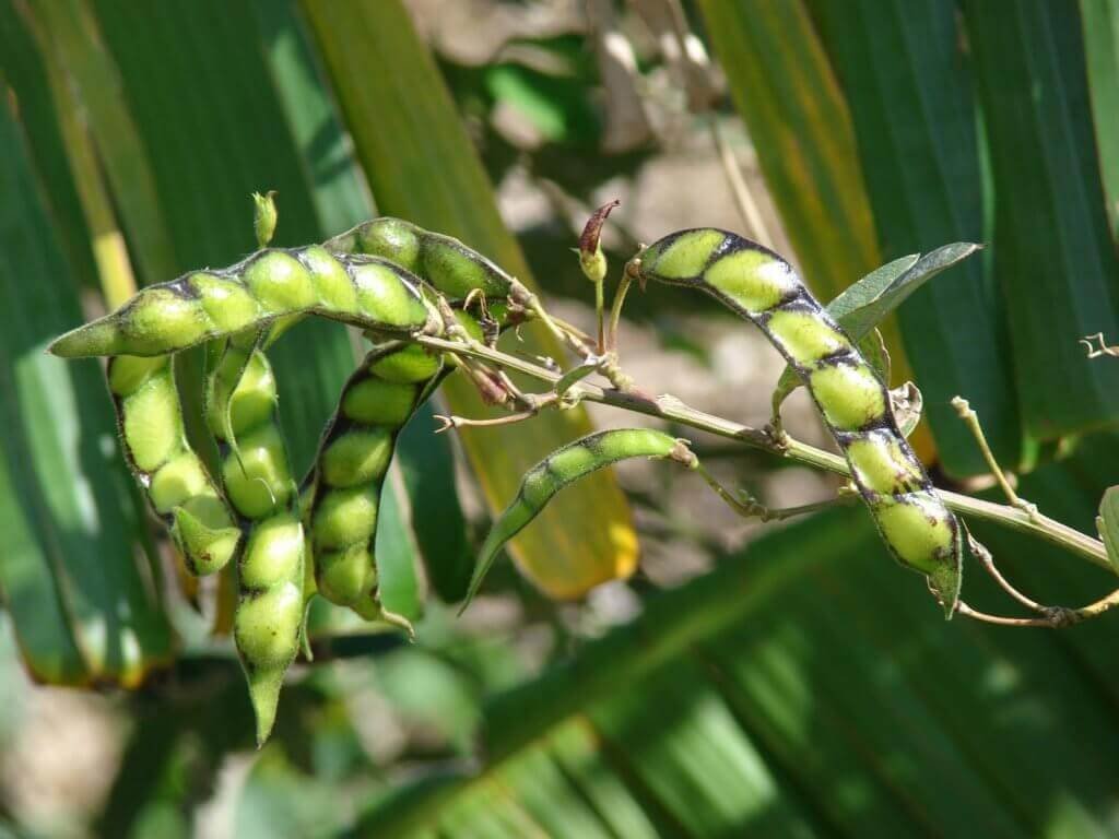 Pigeon pea