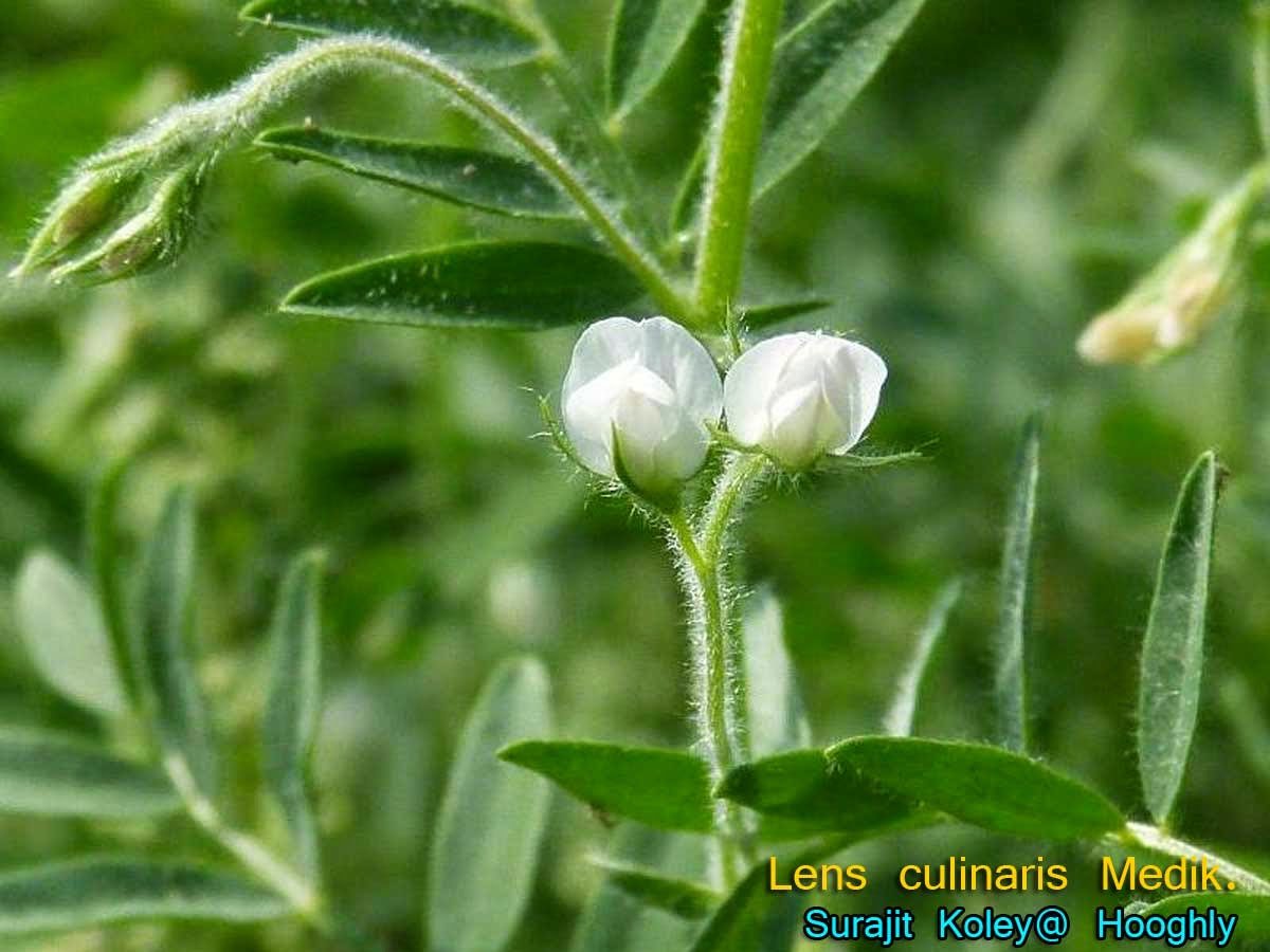 Lentil