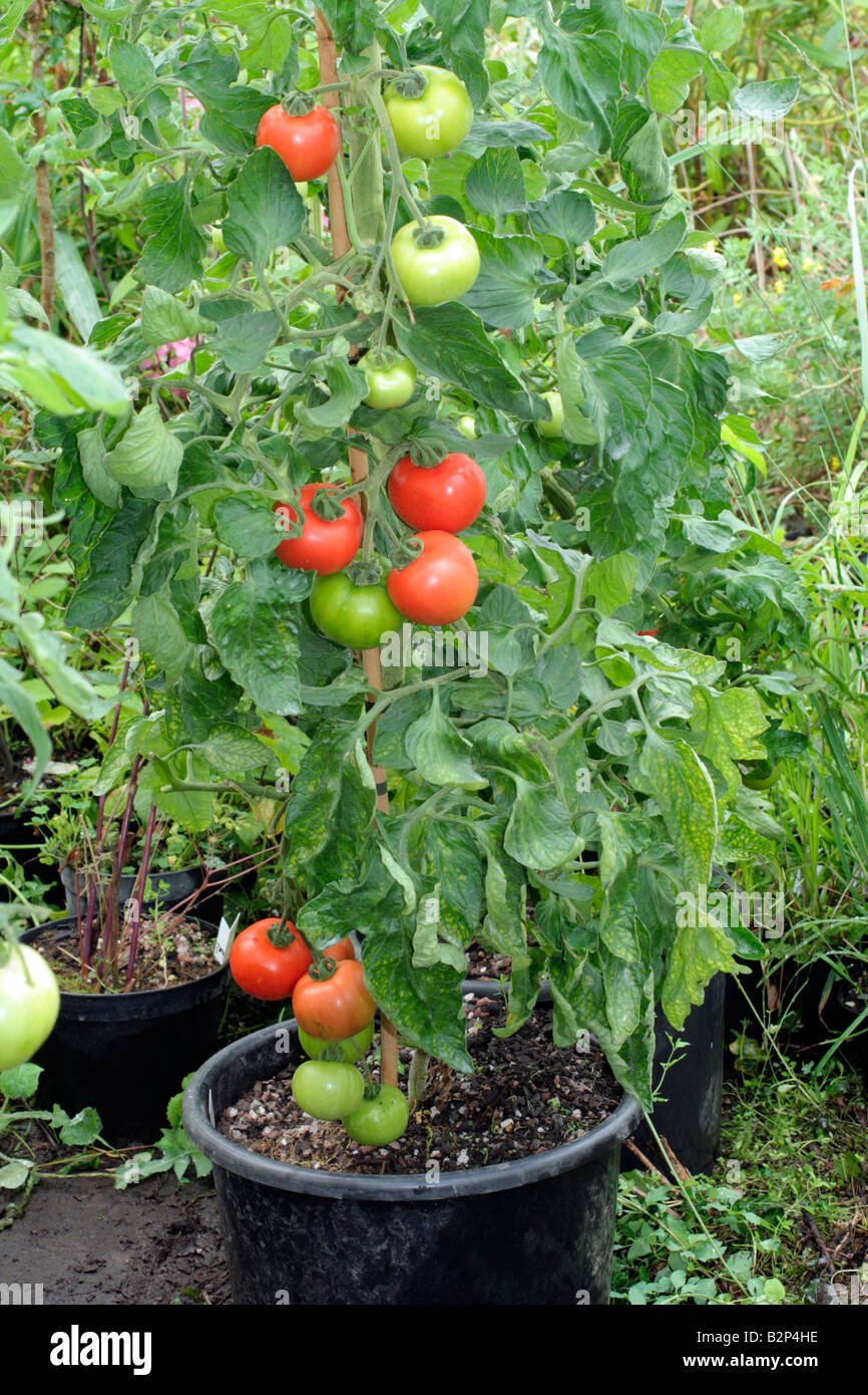Tomato