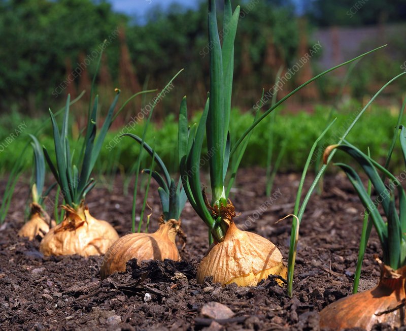 Onion