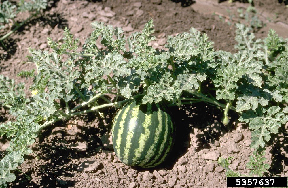 Watermelon
