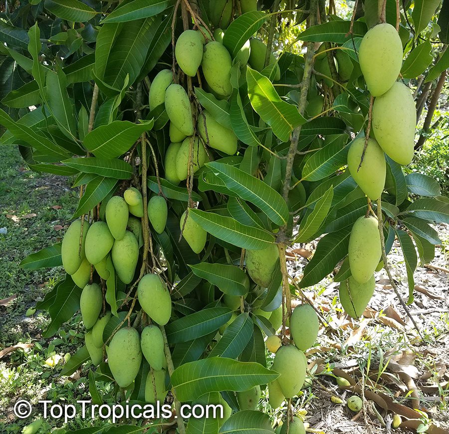 Mango
