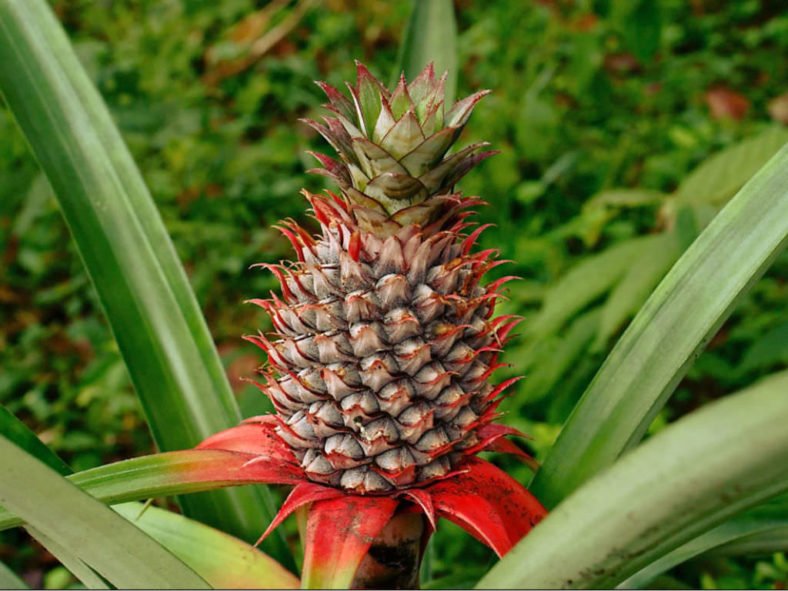 Pineapple