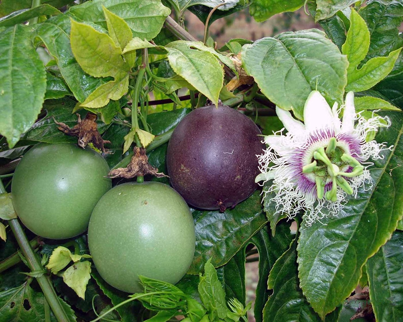 Passion fruit