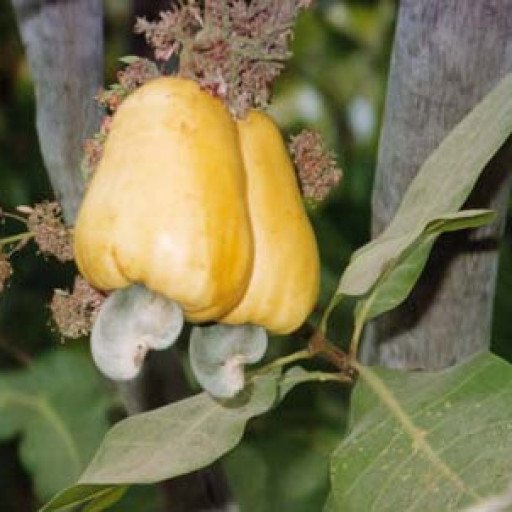 Cashew