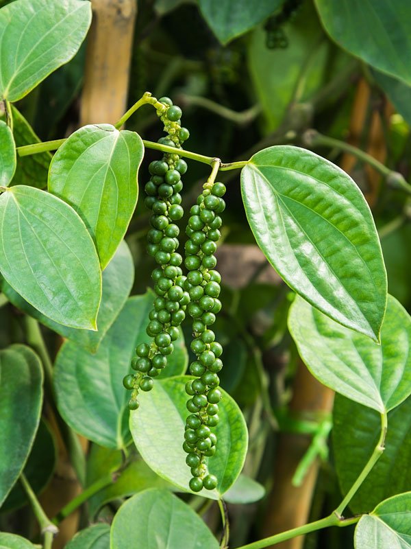 Black Pepper