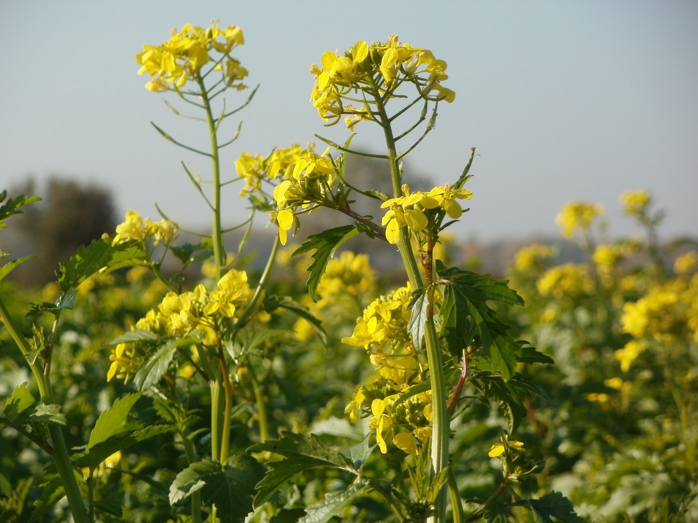 Canola / Rapeseed