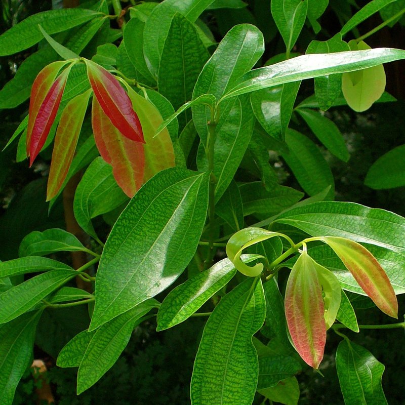 Cinnamon