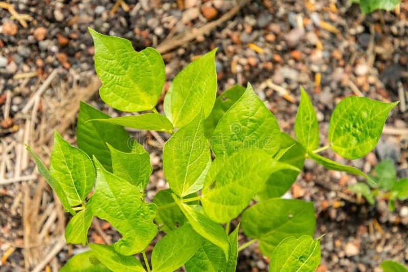 Green Gram