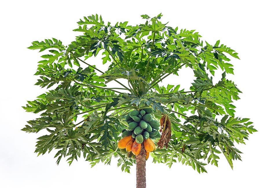 Papaya