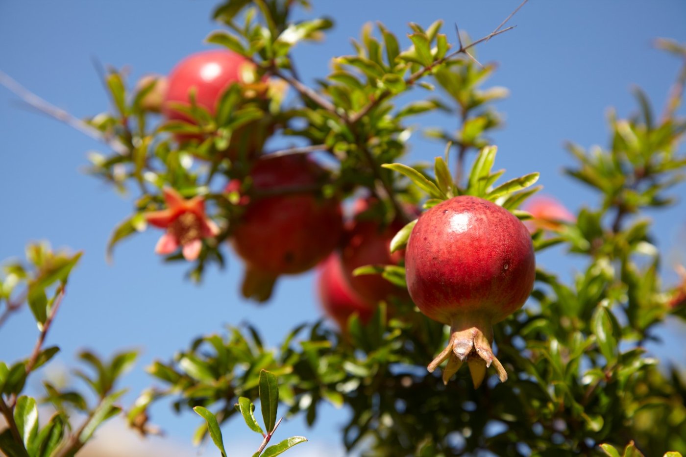 Pomegranate