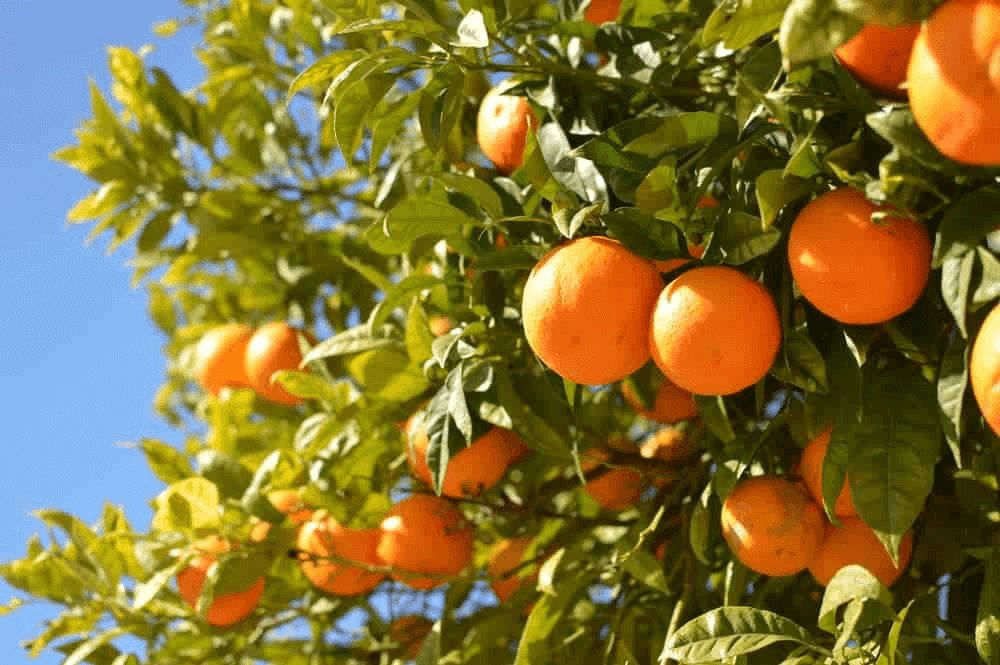 Sweet Orange